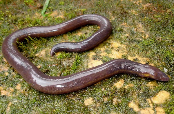 Ichthyophis benjii sp. nov.